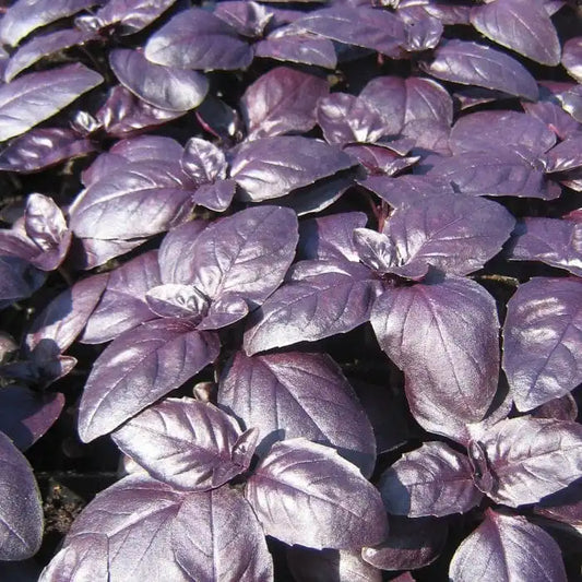 Basil - ‘Crimson King’ Organic