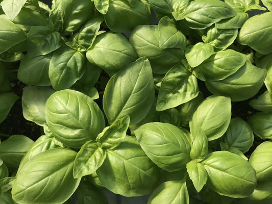 Basil Sweet - Organic 4"