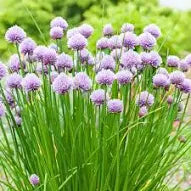 Chives Organic 4"