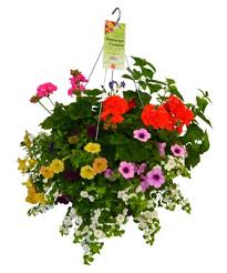 14" Hanging Baskets