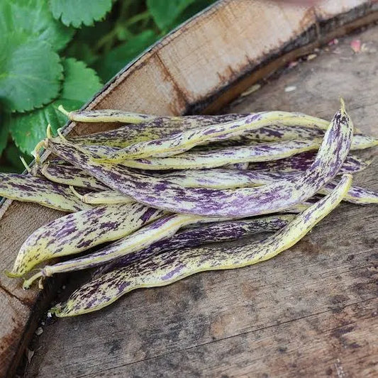 Bean - Dragon's Tongue Organic 1 QT - 2 Plants