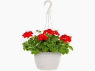 10" Hanging Baskets