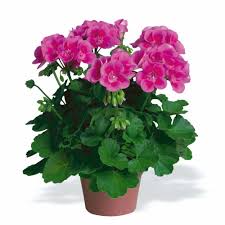 10" deck pots