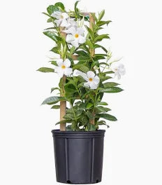 10" deck pots Mandevilla