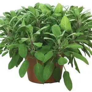 Sage - Organic 4"