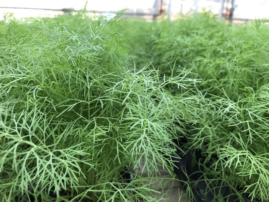 Dill Organic 4"